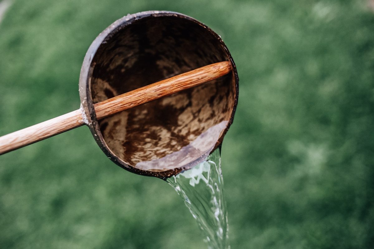 Coconut Water Scoop - Image 2
