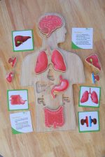 Wooden Human body Anatomy Puzzle