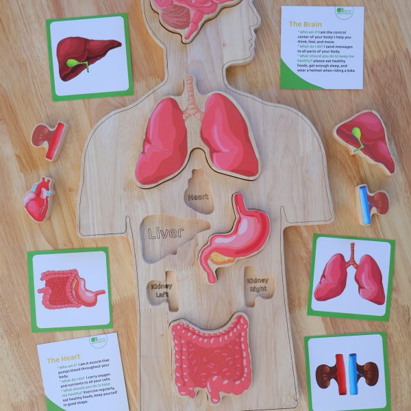 Wooden Human body Anatomy Puzzle