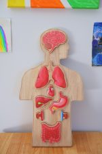 Wooden Human body Anatomy Puzzle - Image 5
