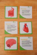 Wooden Human body Anatomy Puzzle - Image 3