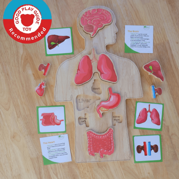 Wooden Human body Anatomy Puzzle