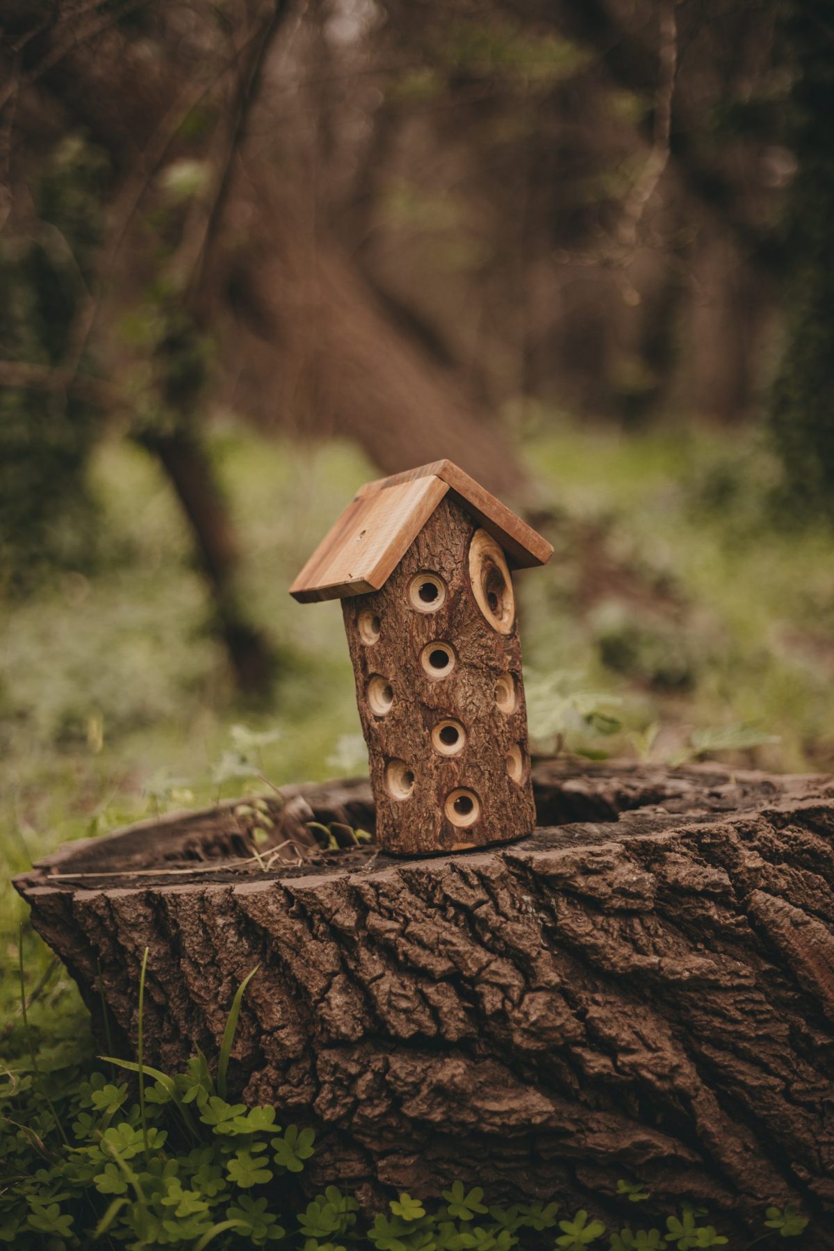 Ladybug House - Image 3