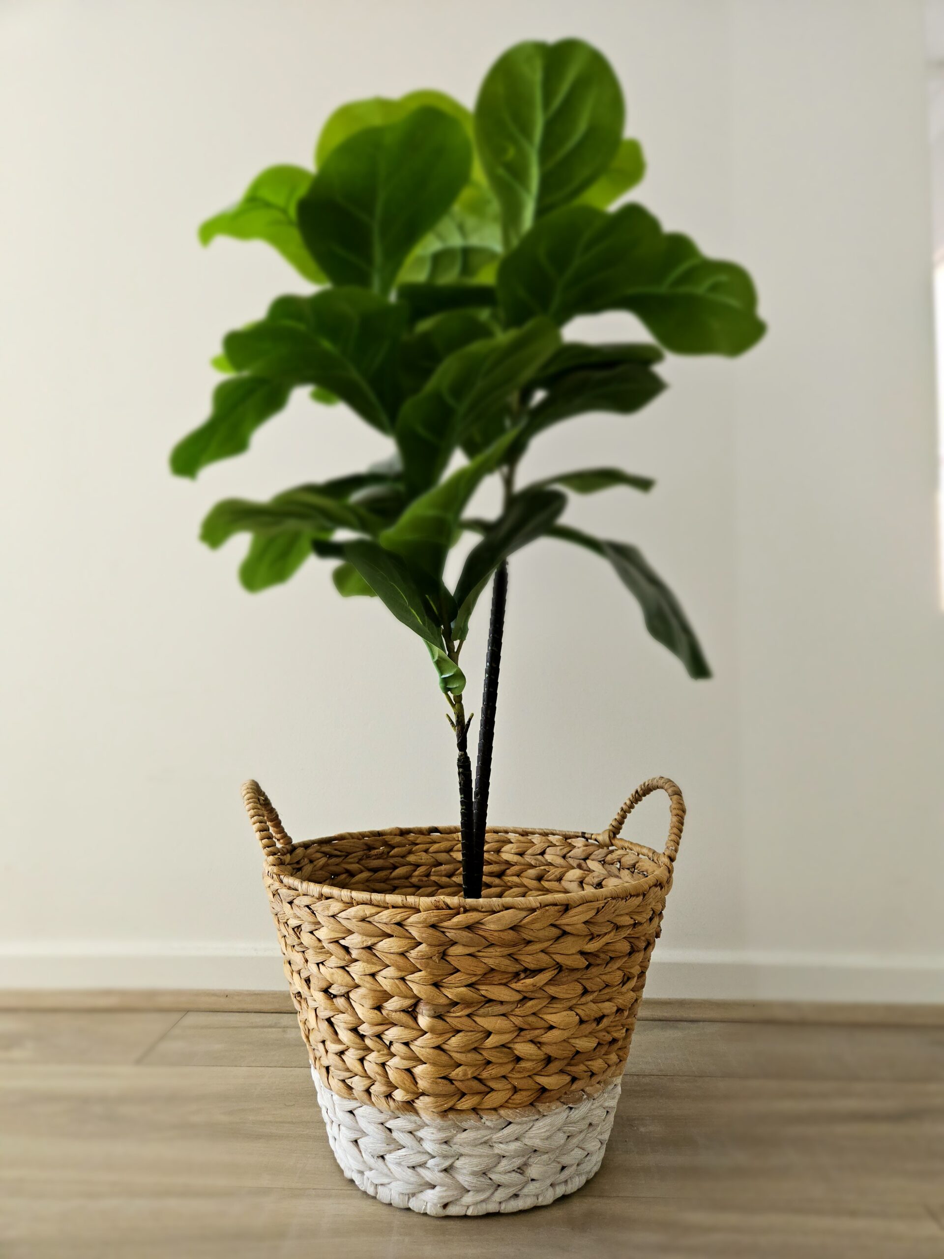 20241003_104200 Natural Medium Basket - Image 4