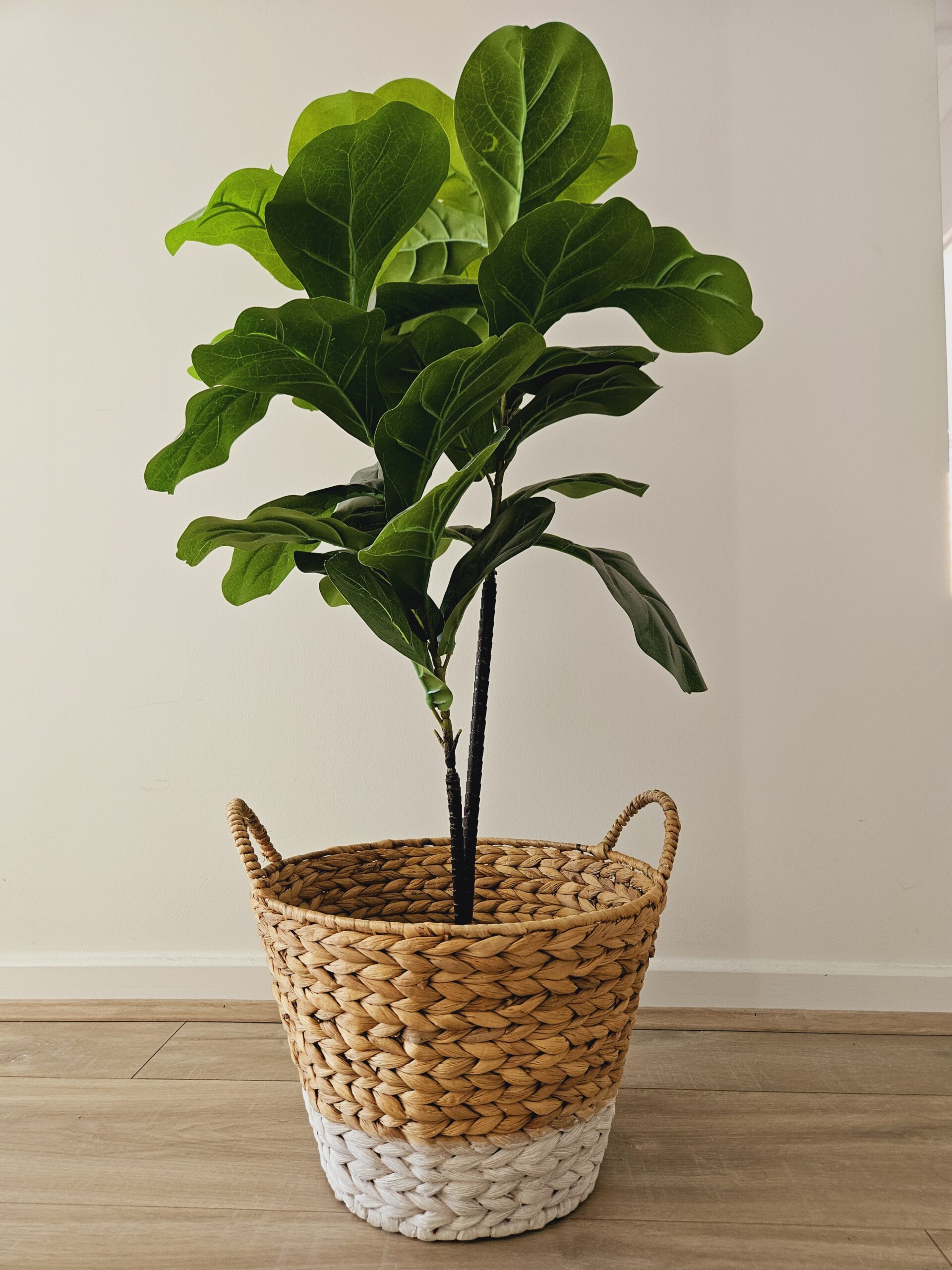 20241003_104227 Natural Medium Basket - Image 1