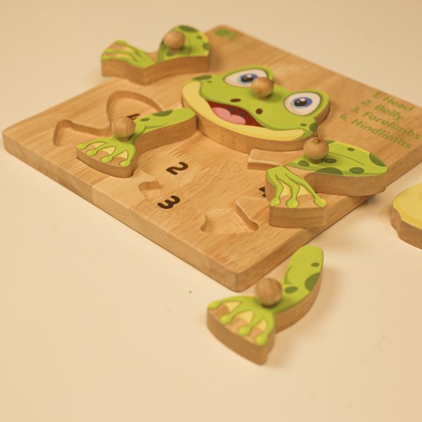 Montessori Amphibian Anatomy Puzzle
