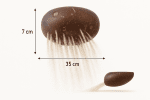Coconut Sand Scoop - Image 4